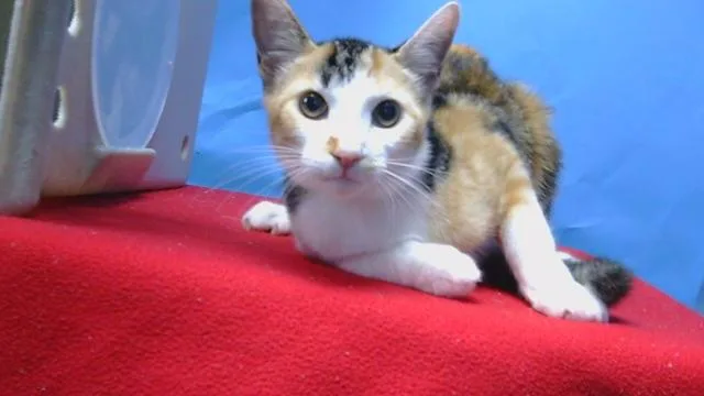 A young medium-sized female Domestic Short Hair cat named Fluffy for adoption in Gardena, CA