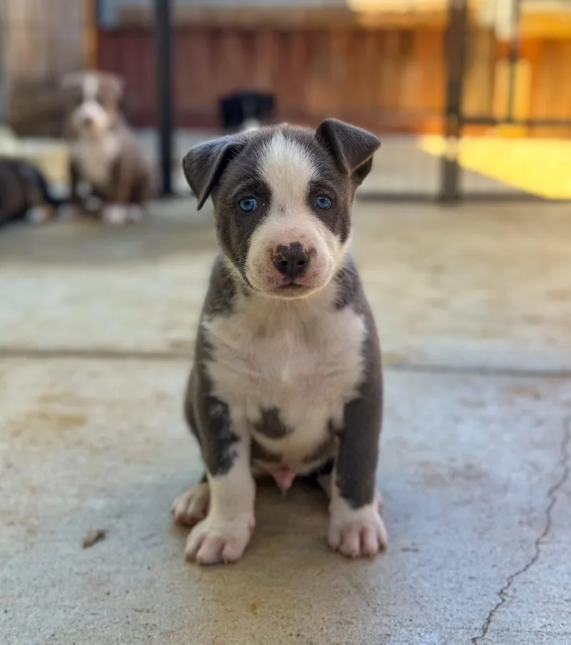 Marilynn's Puppy Major