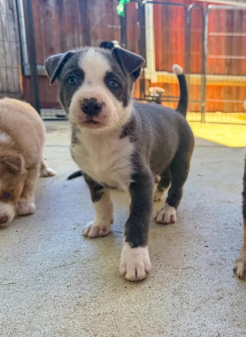 Marilynn's Puppy Major thumbnail 2