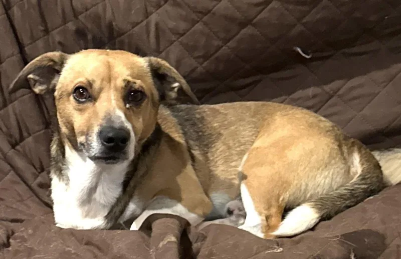 A young small-sized male Tricolor (Brown, Black, & White) Beagle dog named Chance for adoption in Horn Lake, MS
