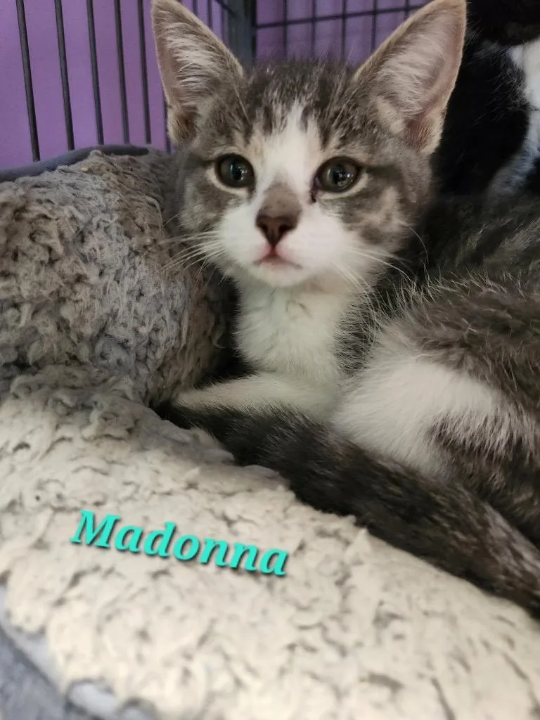 A baby small-sized female Domestic Short Hair cat named Madonna for adoption in Cambridge, MD