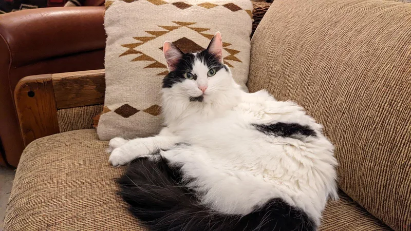 A senior medium-sized female White Domestic Long Hair cat named Mercedes for adoption in San Jose, CA
