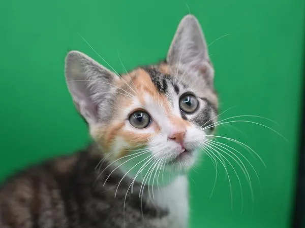 A baby small-sized female Domestic Short Hair cat named Dusk for adoption in Portland, OR