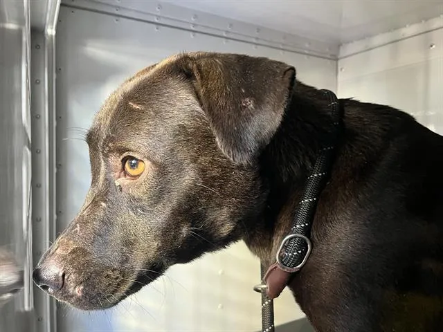 A young medium-sized female Mixed Breed dog named Ducky for adoption in Palmetto, FL