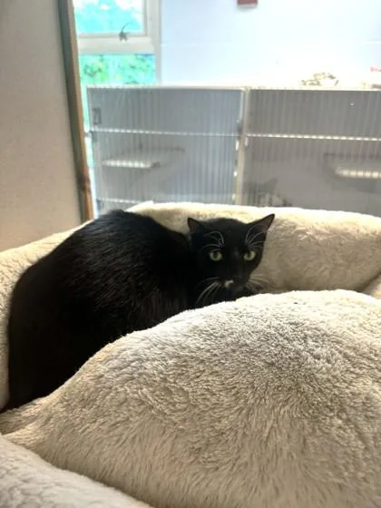 An adult medium-sized female Domestic Short Hair cat named Piper for adoption in Palm Coast, FL
