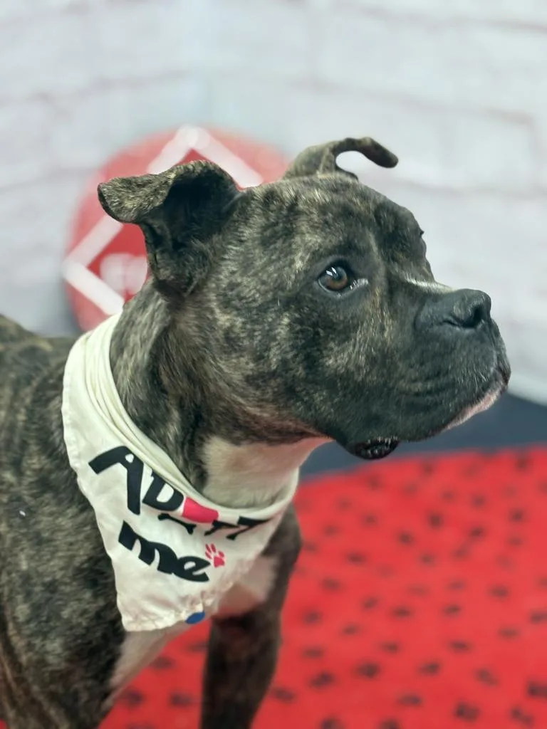 A young medium-sized male Mixed Breed dog named Pollen Drift for adoption in Detroit, MI