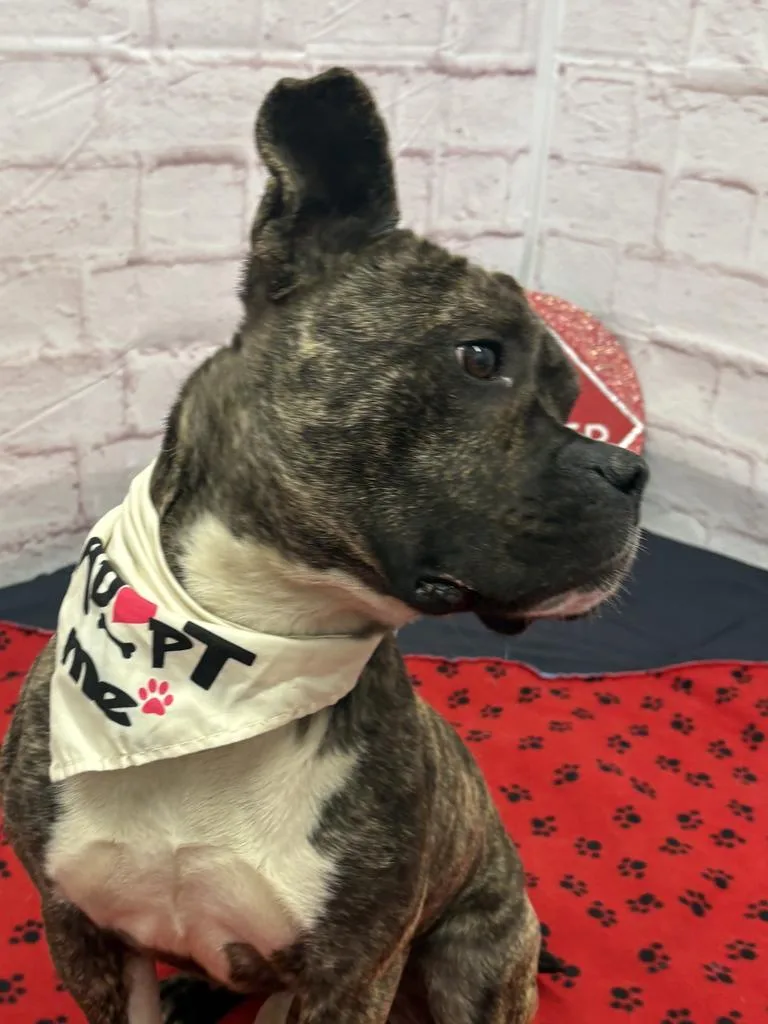 Pollen Drift thumbnail 5