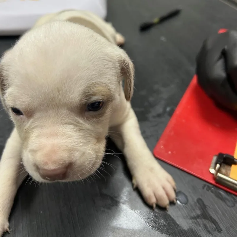 A baby small-sized female White / Cream Terrier dog named Peach for adoption in Lufkin, TX