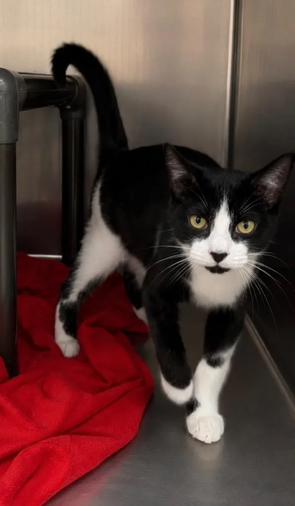 A young medium-sized female Domestic Short Hair cat named Dandi for adoption in Fort Lupton, CO