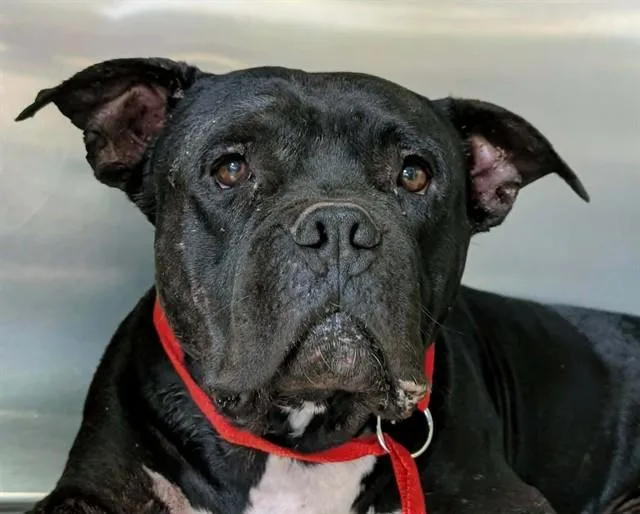 An adult extra large-sized male Mastiff dog named Balboa for adoption in Tucson, AZ