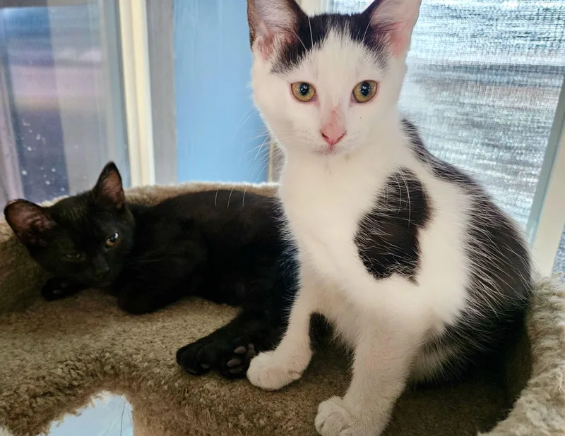 Stella & Penelope thumbnail 6