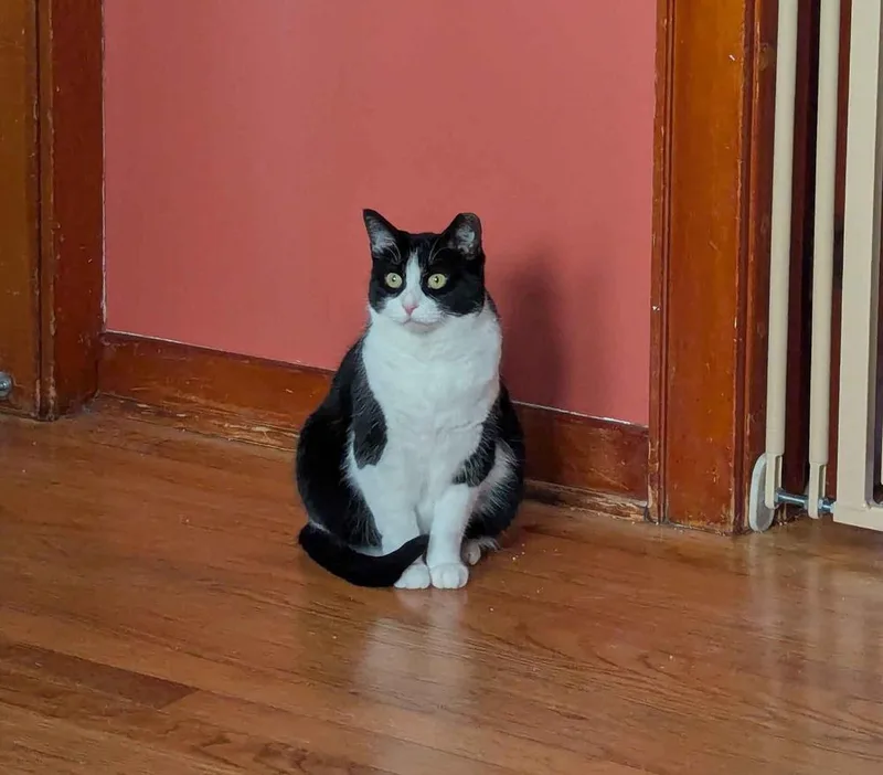 A young medium-sized female Black & White / Tuxedo Domestic Short Hair cat named Acadia for adoption in Cohoes, NY