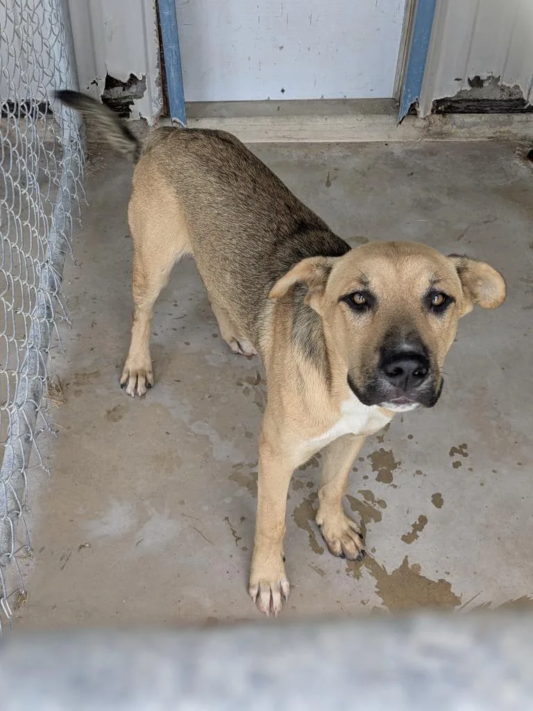 A young large-sized male Shepherd dog named Scooby for adoption in Brownwood, TX