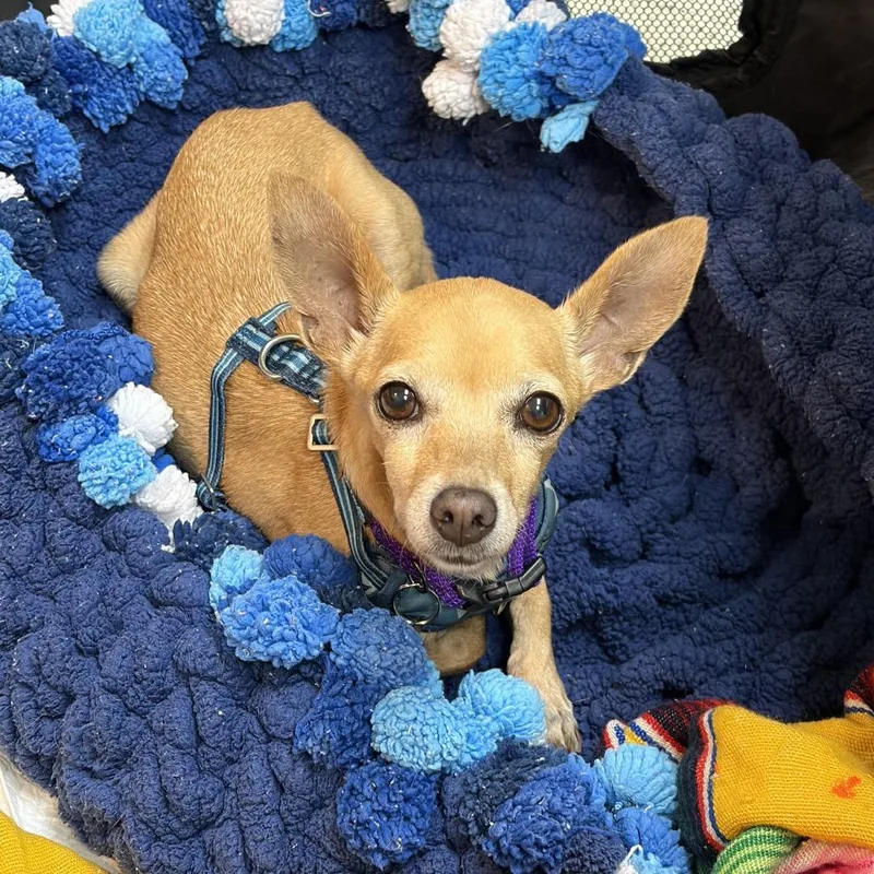 A senior small-sized female Chihuahua dog named Pumpkin for adoption in San Antonio, TX