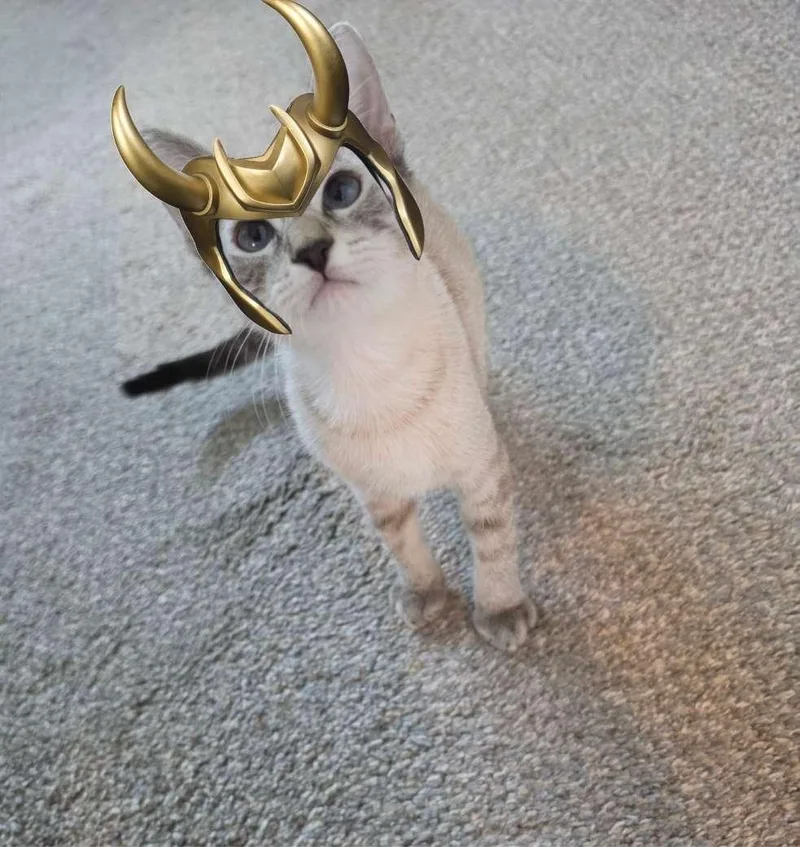 A baby medium-sized male Siamese cat named Biscotti Loki ORT for adoption in Missouri City, TX