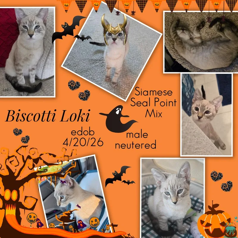 Biscotti Loki ORT thumbnail 2