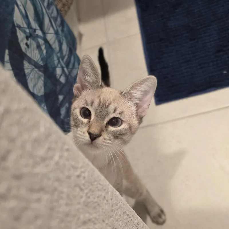 Biscotti Loki ORT thumbnail 4