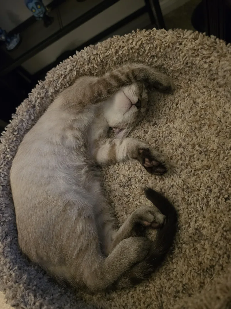 Biscotti Loki ORT thumbnail 5