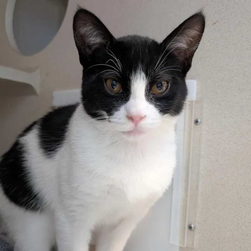 A young medium-sized male White Domestic Short Hair cat named Linkin Park for adoption in Tacoma, WA