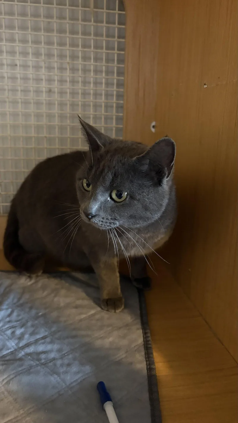 An adult medium-sized female Gray / Blue / Silver Domestic Short Hair cat named Biscuit for adoption in White Bluff, TN