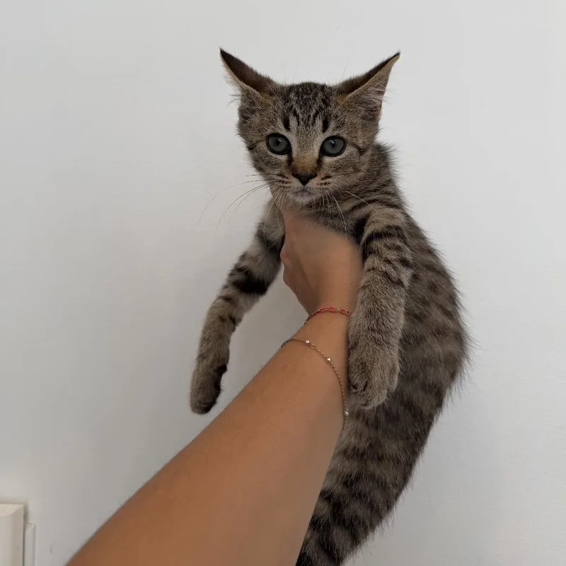 A baby medium-sized male Tabby (Brown / Chocolate) Domestic Short Hair cat named Igor for adoption in Chattanooga, TN