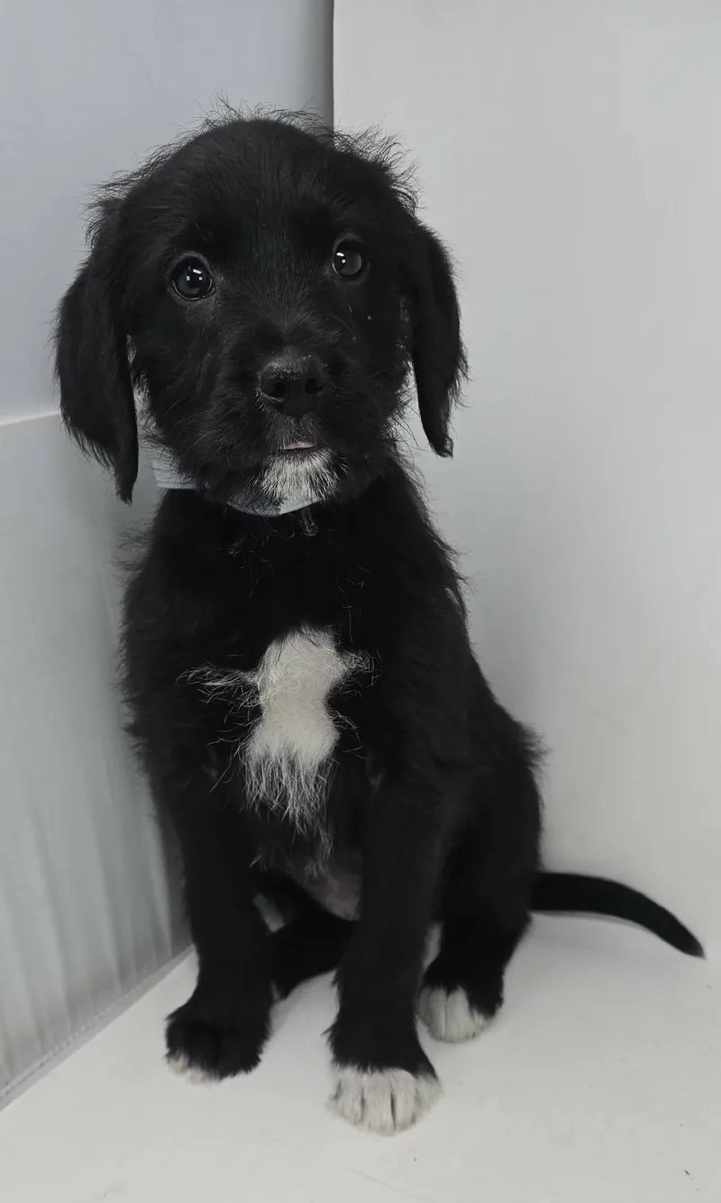 Ziggy Star thumbnail 2