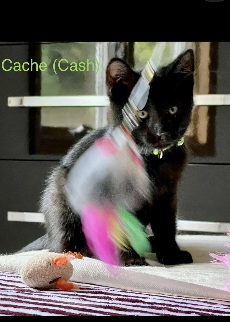 Cache