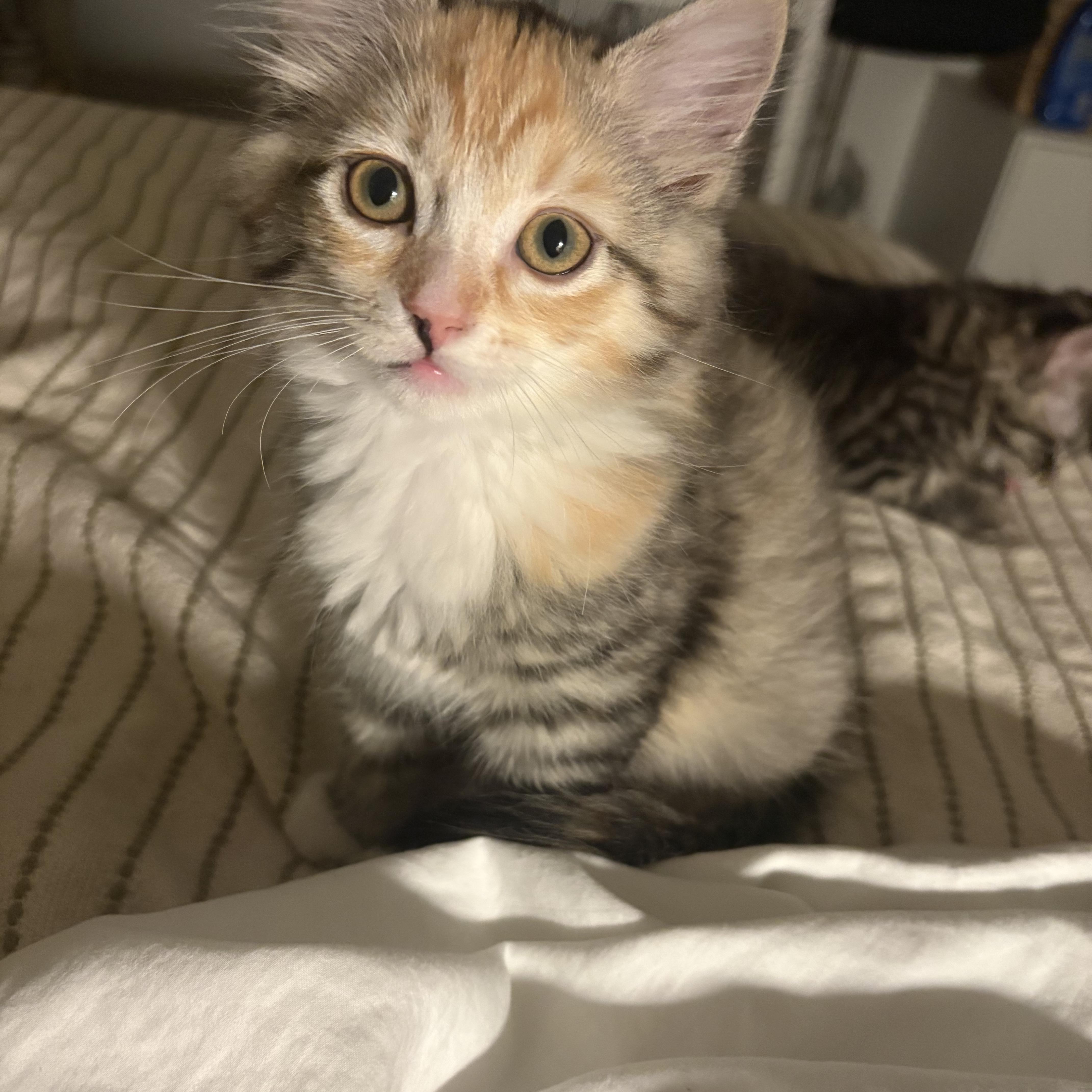 A baby medium-sized female Domestic Medium Hair cat named Tiny for adoption in Davis, CA