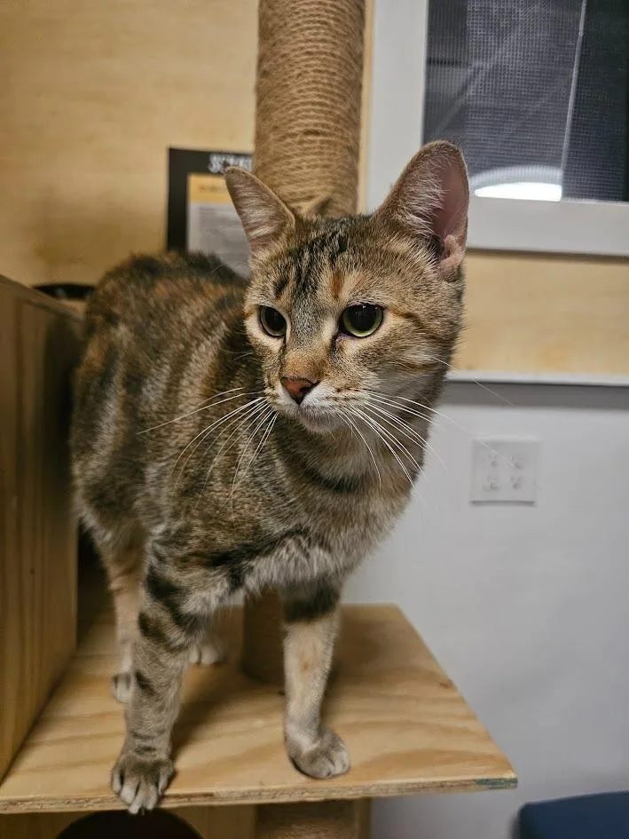 An adult medium-sized female Domestic Short Hair cat named Kloi for adoption in St. Cloud, MN