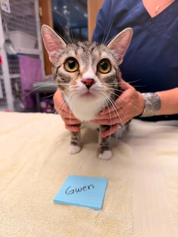 A young medium-sized female Domestic Short Hair cat named Gwen for adoption in Vancouver, WA