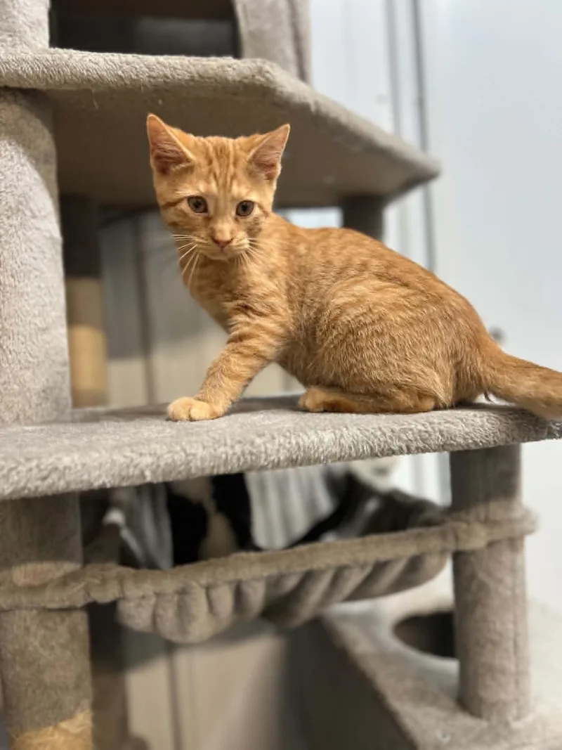 A young small-sized male Tabby (Orange / Red) Domestic Short Hair cat named Tang for adoption in Calhoun, KY