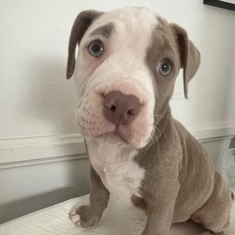 A baby small-sized female Yellow / Tan / Blond / Fawn Pit Bull Terrier dog named Chloe Kim for adoption in Los Angeles, CA