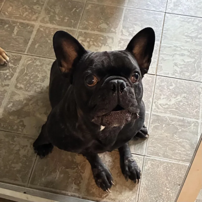 An adult medium-sized male Black French Bulldog dog named Ferguson for adoption in Columbia, SC