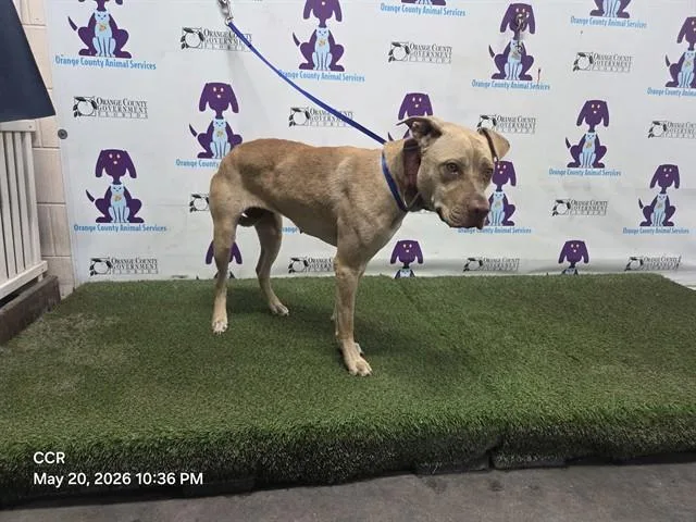 A young medium-sized female Pit Bull Terrier dog named Queen for adoption in Orlando, FL