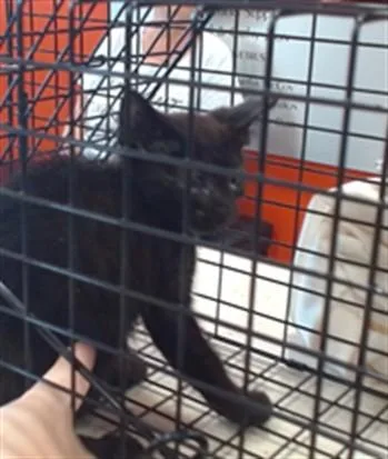 A baby small-sized female Domestic Short Hair cat named Clea for adoption in Louisville, KY