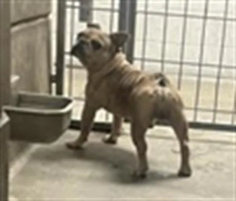 An adult medium-sized male French Bulldog dog named Lou for adoption in Los Angeles, CA