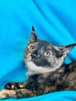 A young medium-sized female Black Domestic Short Hair cat named Anna for adoption in Englewood, FL
