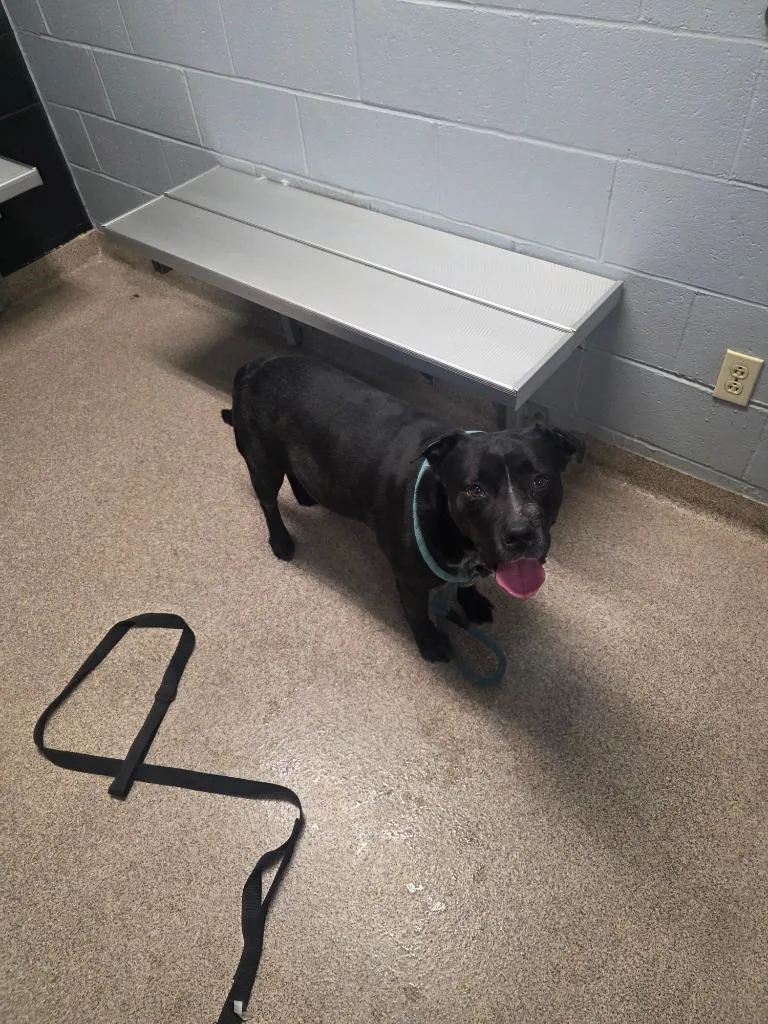An adult medium-sized male Mixed Breed dog named Midnight for adoption in Troy, OH