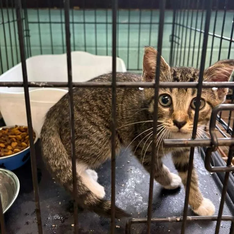 A baby small-sized female Brown / Chocolate Domestic Short Hair cat named Kumquat for adoption in Gadsden, AL