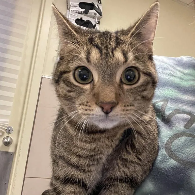A young medium-sized male Brown / Chocolate Domestic Short Hair cat named Kriss for adoption in Chicago, IL