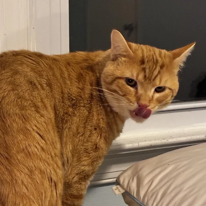 A baby large-sized male Cream / Ivory Domestic Short Hair cat named Independence "Indy" for adoption in Ashland, VA