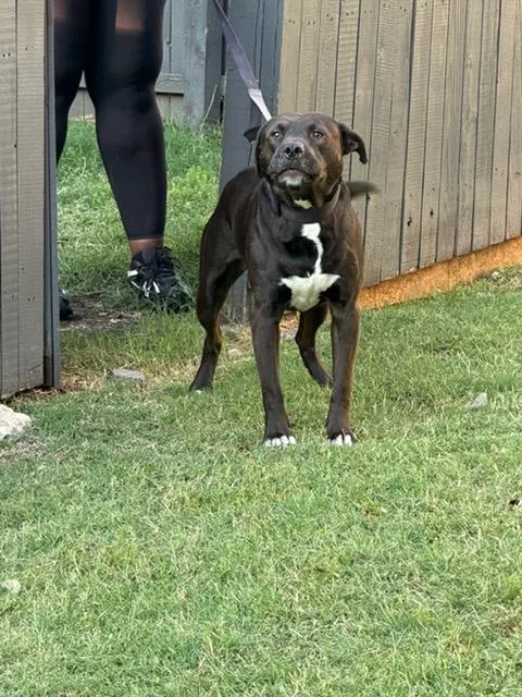 An adult large-sized male Pit Bull Terrier dog named Benji for adoption in Dallas, TX