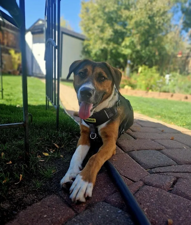 An adult medium-sized male Tricolor (Brown, Black, & White) Shepherd dog named Cooper for adoption in Fort Lupton, CO