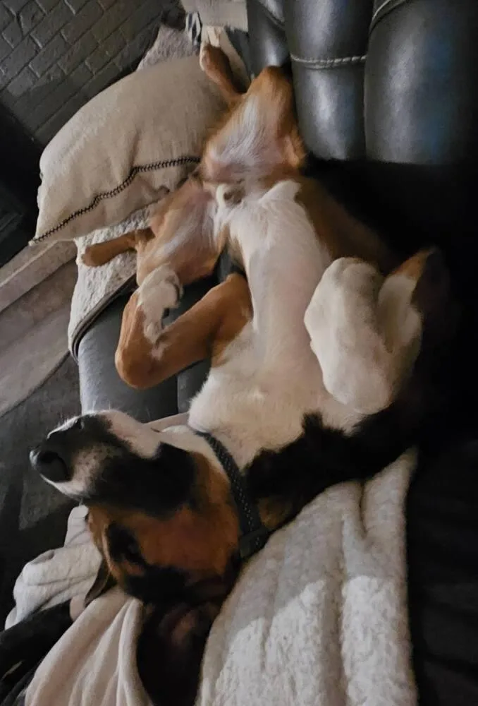Cooper thumbnail 5