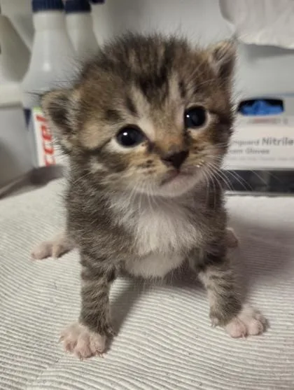 A baby small-sized male Domestic Short Hair cat named Marciano for adoption in Fresno, CA
