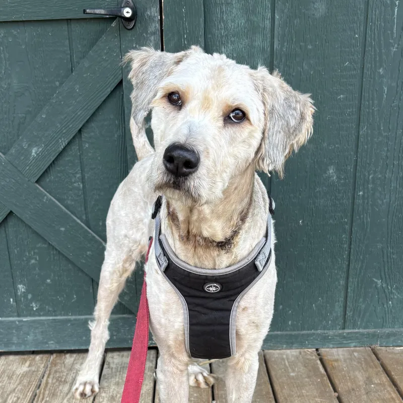 A young medium-sized male White / Cream Wheaten Terrier dog named Semi for adoption in Columbia, SC