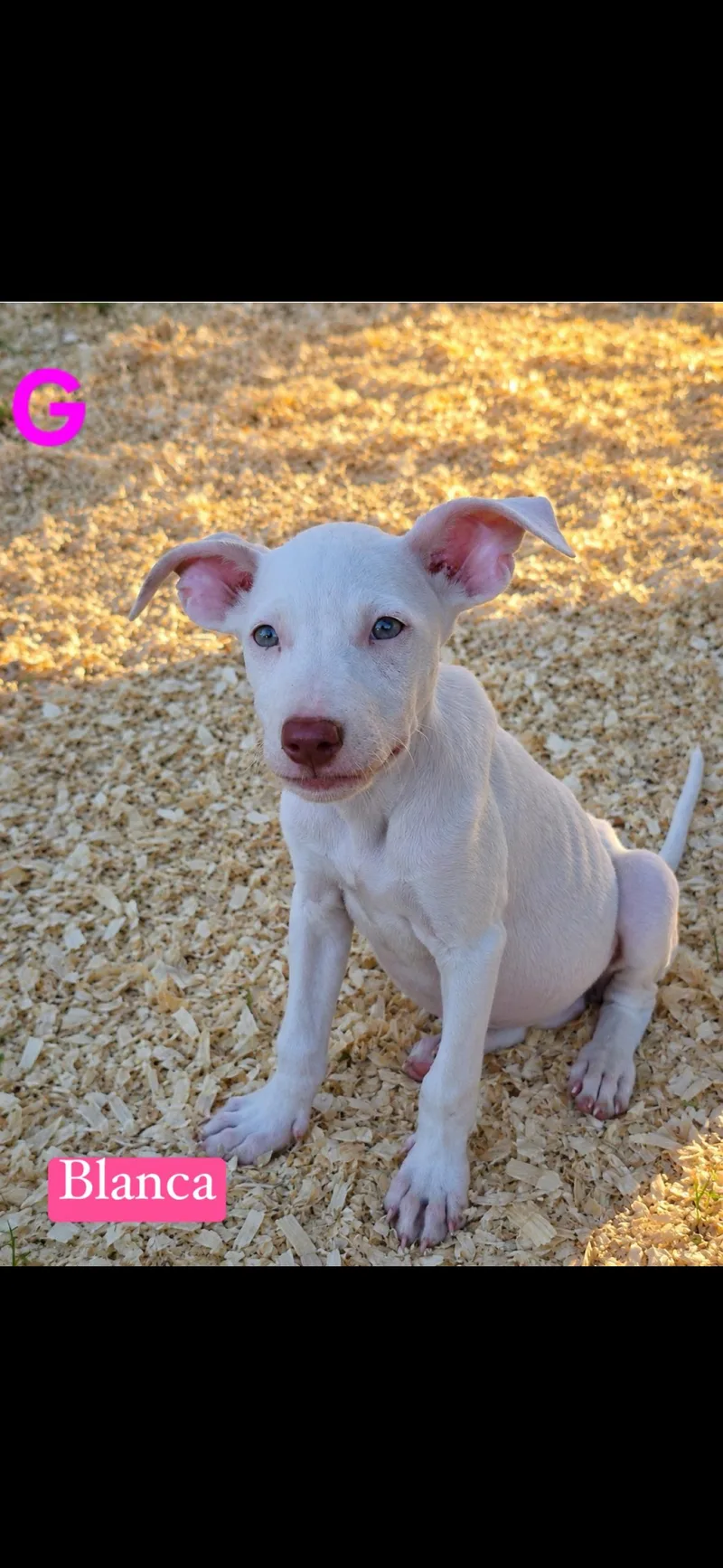 A baby medium-sized female White / Cream Pit Bull Terrier dog named Blanco for adoption in seaside heights, NJ