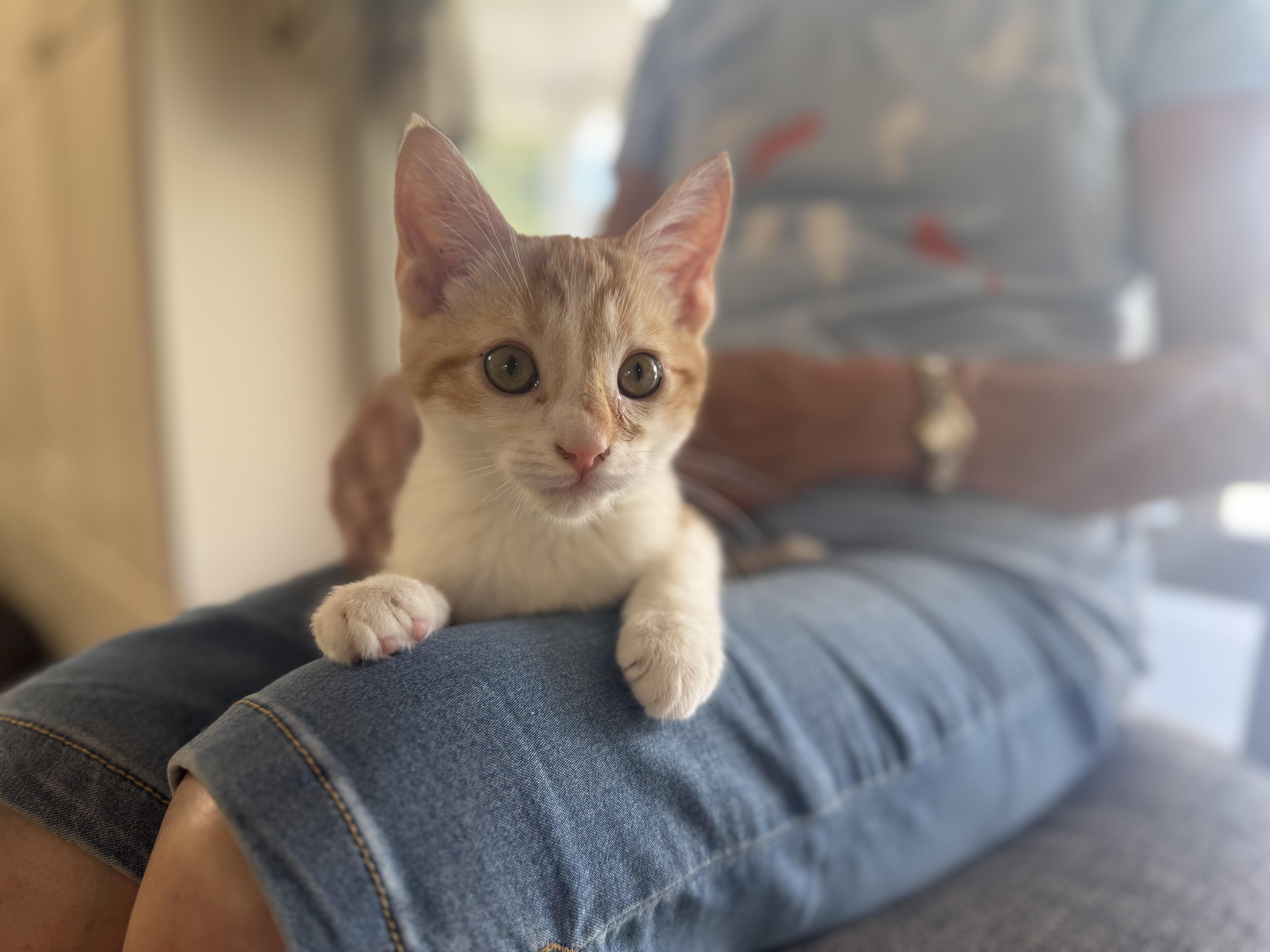 Tangelo  Transport thumbnail 5