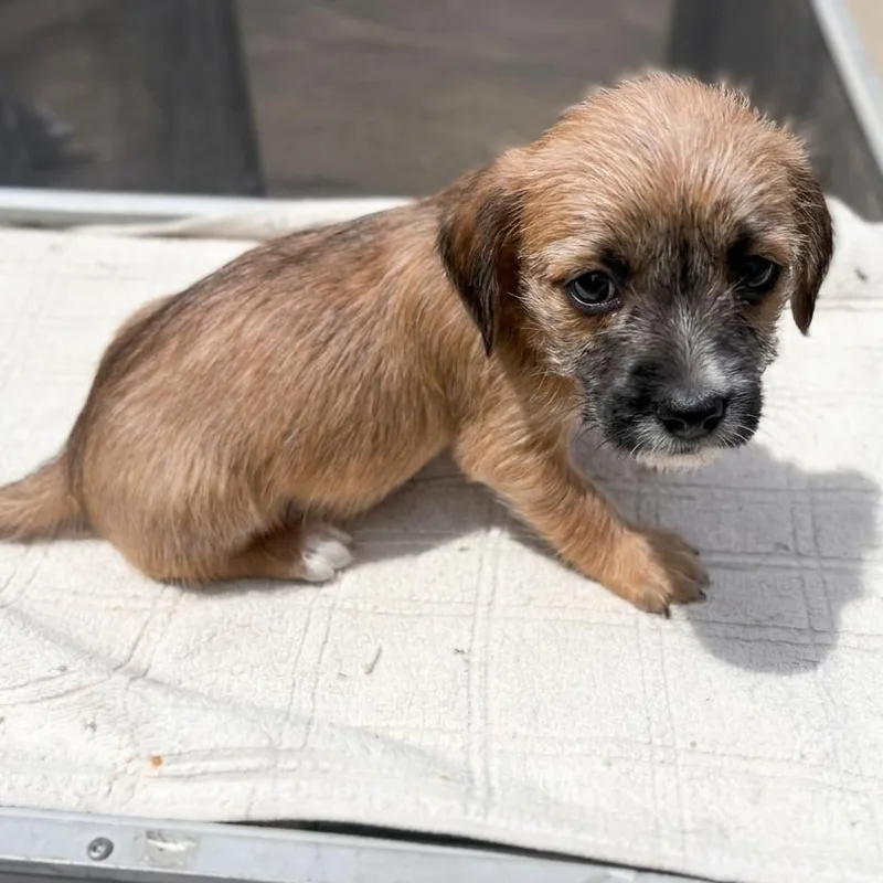 A baby small-sized male Yellow / Tan / Blond / Fawn Terrier dog named Twix for adoption in San Diego, CA