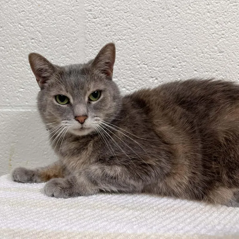 A senior medium-sized female Tortoiseshell Domestic Short Hair cat named Katy for adoption in Harrisonburg, VA